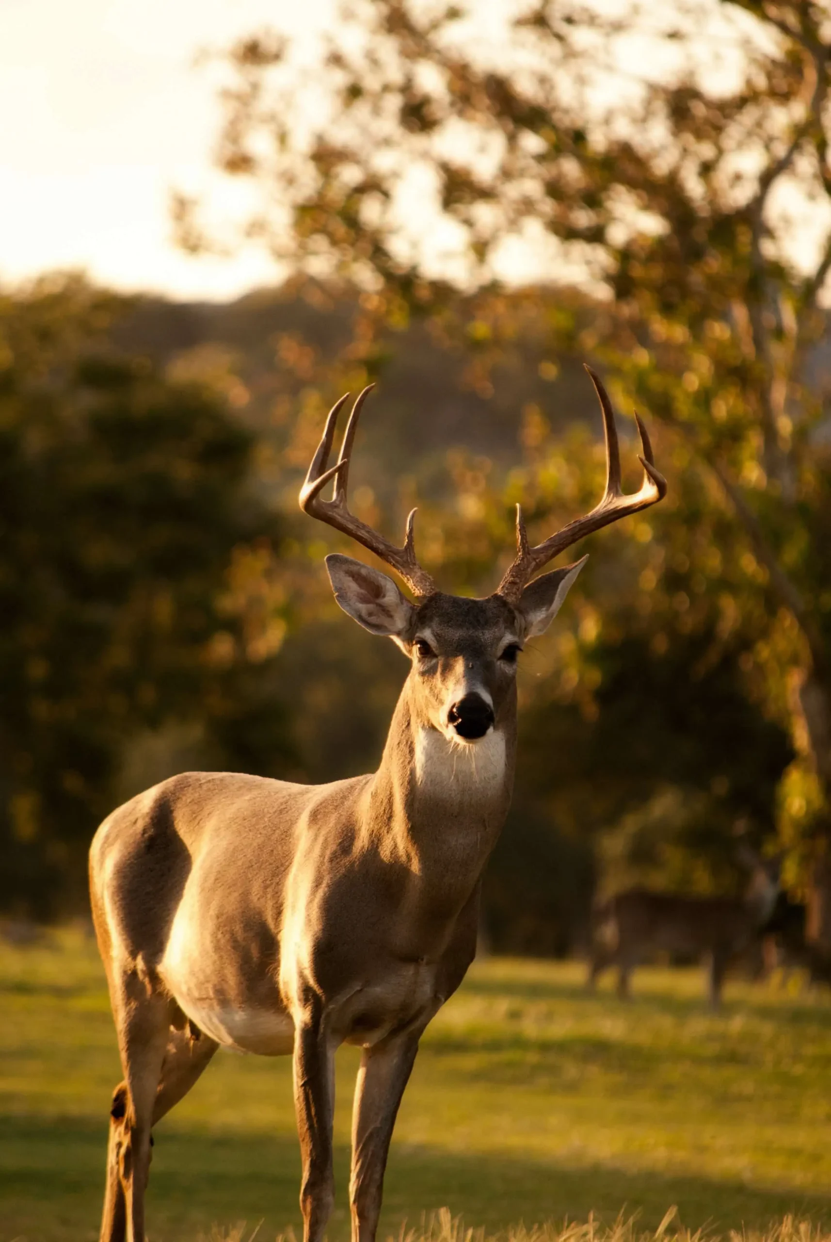 proven deer hunting tips