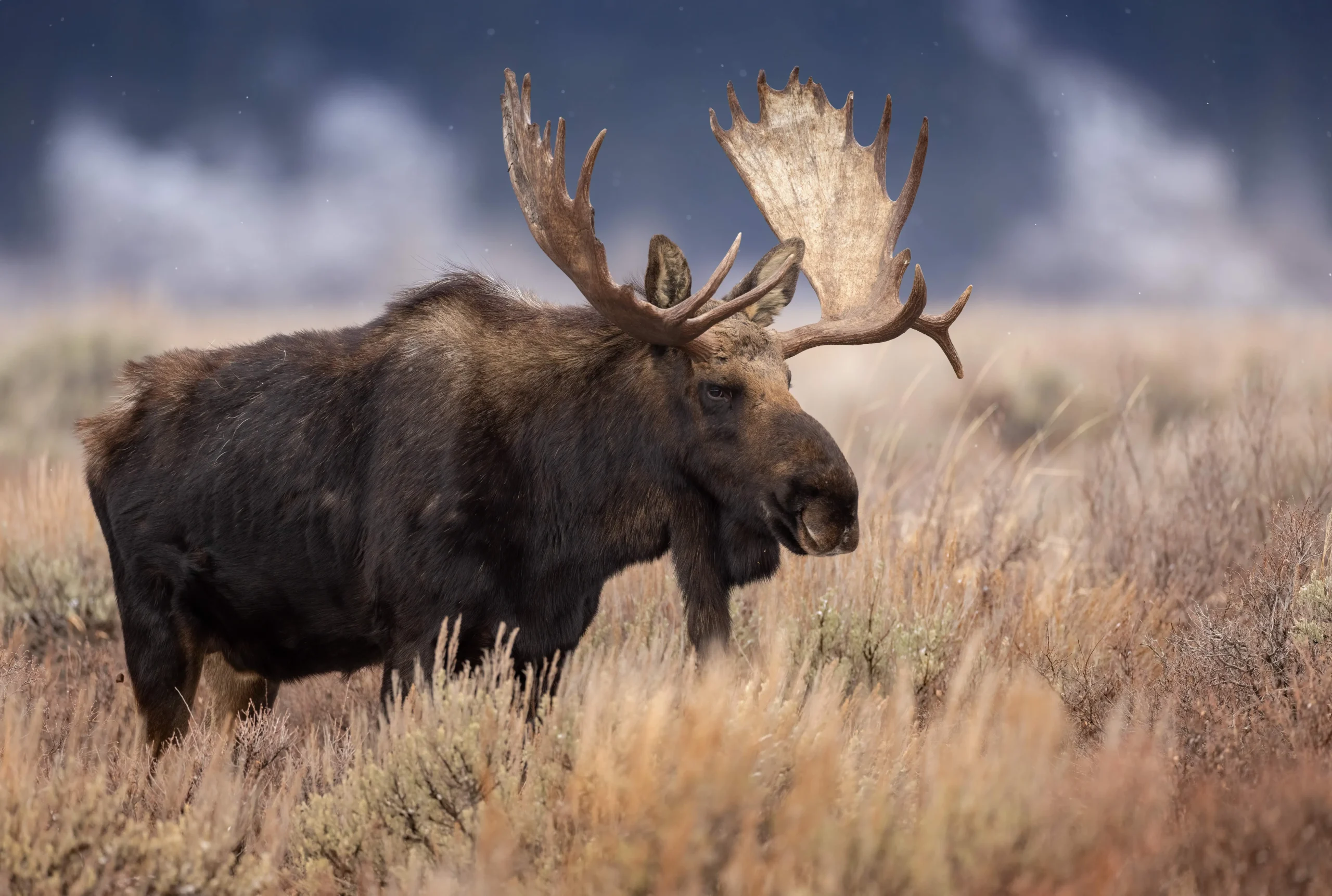 maine moose hunting