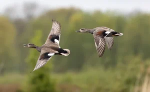 texas duck hunting